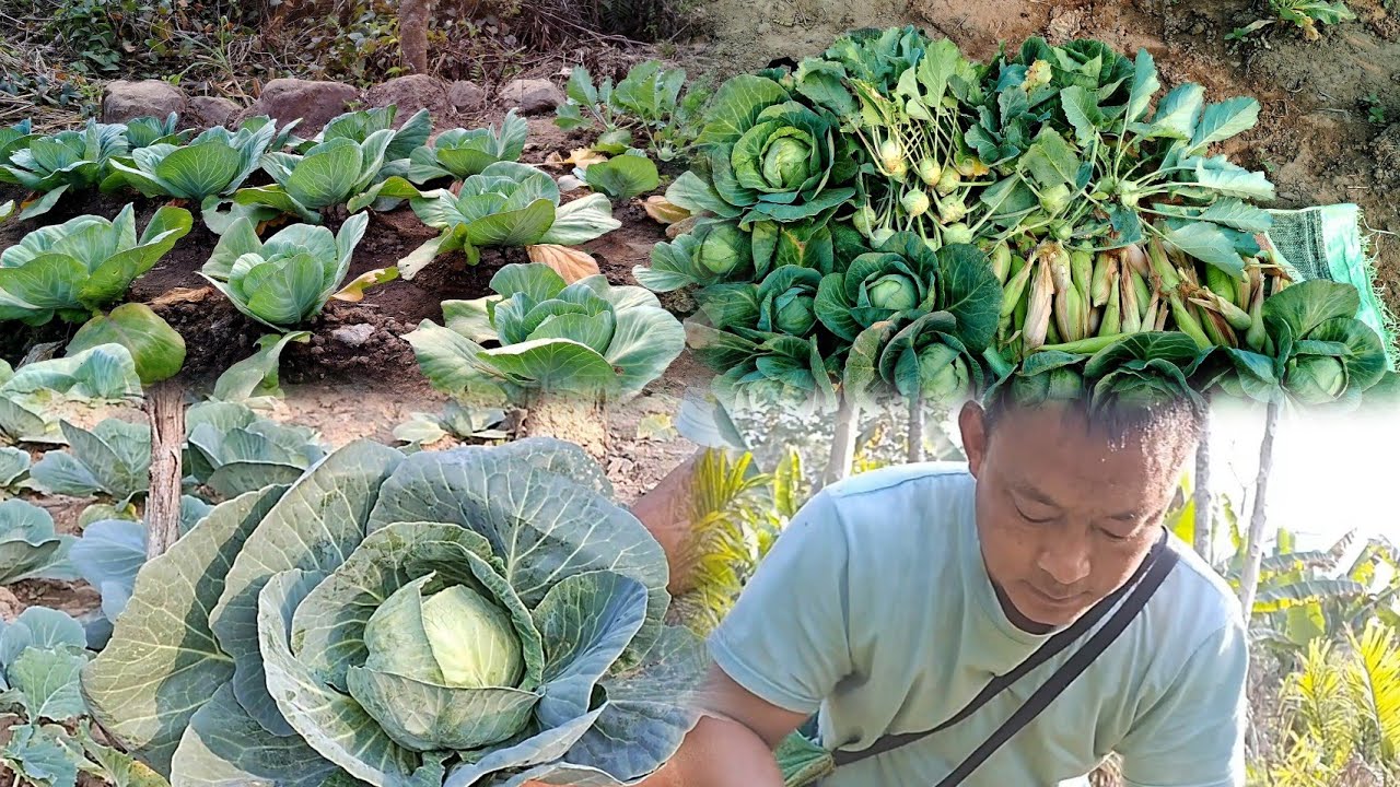 Farmer daily life routine/Harvesting Maize 🌽 & Cabbage in the garden 💪💪 ...