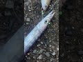 今日は田辺芳養（はや）堤防にカマス釣りに行きましたが、何度投げてもサビキジグにはヒットせず。置き竿でサビキ釣りをしていると釣れましたが、お祭り状態で仕掛けが使えなくなりました。