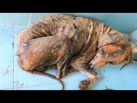Transformation of dog covered in sores from mange. - YouTube
