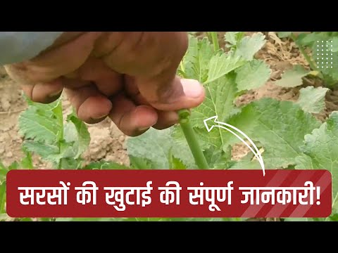 सरसों की खुटाई (टॉपिंग) का प्रबंधन!  - सरसों की खुटाई (टॉपिंग) का प्रबंधन! 