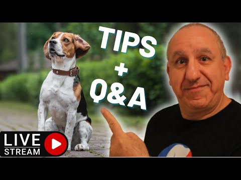 Video: The Dos and Don'ts of Sharing Food with your Dog