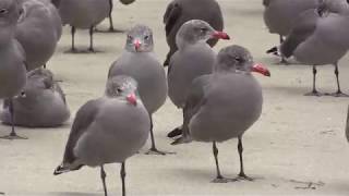 Heermann's Gull
