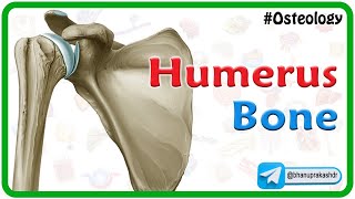 Humerus bone osteology Animation : Bony mandmarks, Development and Clinical anatomy 🦴🦴🦴