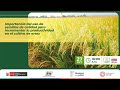 Importancia del uso de semillas de calidad para incrementar la productividad en el cultivo de arroz