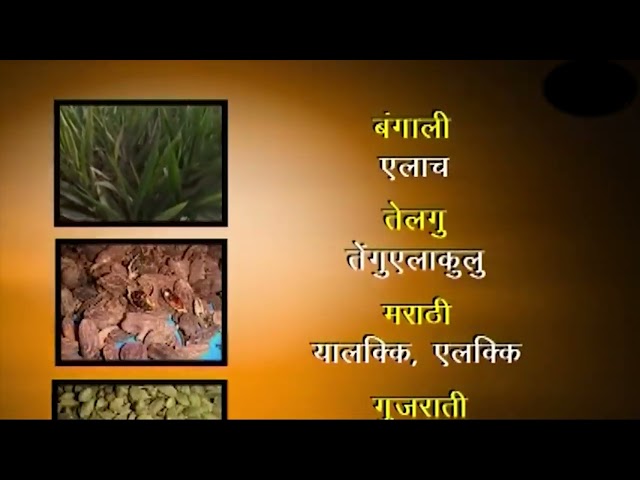 जानिए इलाईची का पौधा कैसा होता है || Acharya Balkrishna ||