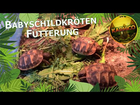 Video: Eine Babyschildkröte füttern – wikiHow