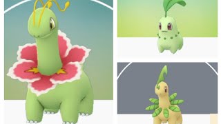 Evolving Meganium From Chikorita Bayleef Evolution Gr Pokemon Pokemon Go