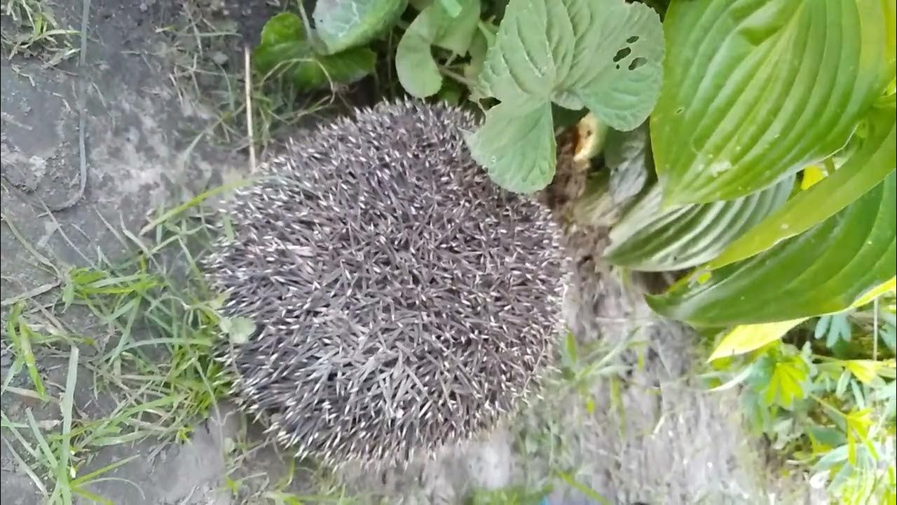 Ежик во дворе. Ежик во дворе в марте. лисы ежи во дворе в клетках.