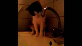 Cat Loves Water