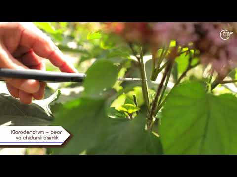 Video: Clerodendrum De La Sra. Thomson