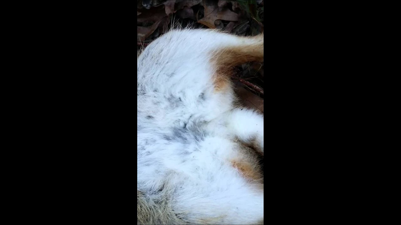 Wild Rabbit covered in fleas YouTube