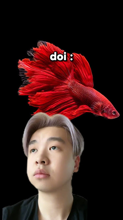 Download lagu ngerti sekarang?