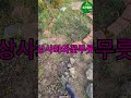 상사화와꽃무릇의 차이 - 소리정원 #소리정원