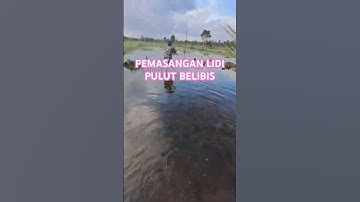 Pemasanagan Lidi!! pulut Belibis #berburubelibis #belibiskembang #pulutburung #burungbelibis