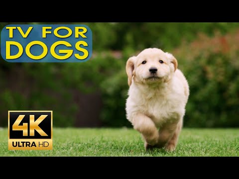 TV for Dogs 4K UHD! Deep Sleep Relaxation Melodies to Calm Your Dog. Music for Dogs