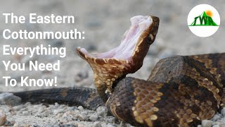 The Cottonmouth Snake: Everything You Need To Know! (4K)