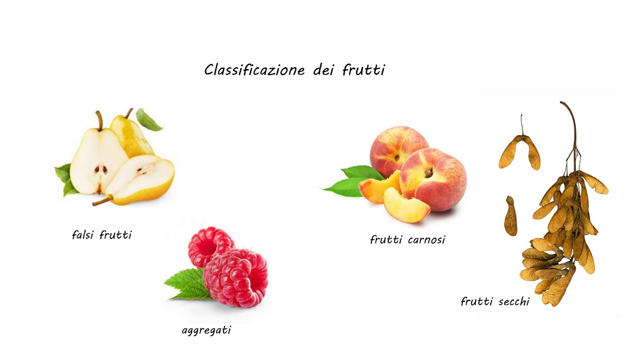 Angiosperme: il frutto