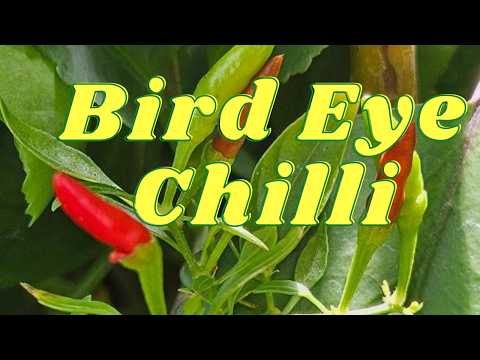 Bird Eye Chilli #cayenne #cayennepepper