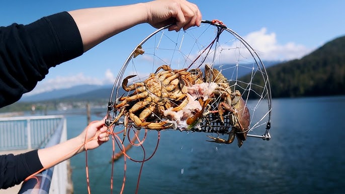 Crabbing in Vancouver  How to Catch and Cook Crabs by the Pier 