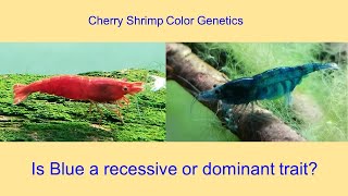 Cherry Shrimp Color Genetics: Is Blue a recessive or dominant trait?