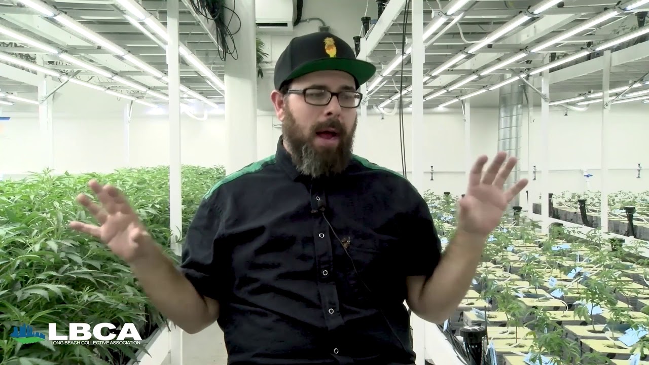 Behind The Leaf : Wonderbrett, Between the Hemp, and the 1944 La Guardia Report Part 1