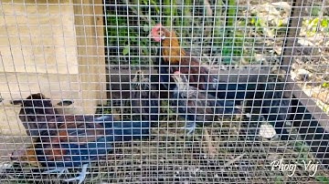 Me Nyuam Qaib Dib - 12/7/2020