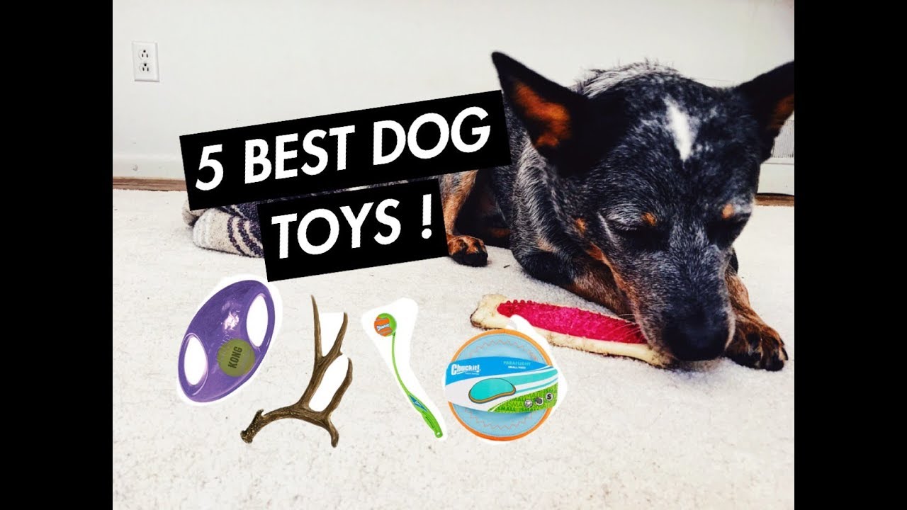 5 Best Toys For Australian Cattle Dogs [Reviews 2024 ]