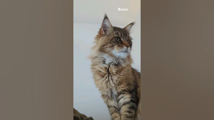 Video 2851061: mainecooncat mainecoons cat, mainecoon cat kitty, mainecooncat big cat, european polydactyl maine coon, maine coon growing, kitty jumps
