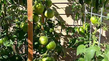 Jak dozrávají rajčata Cherokee Purple?