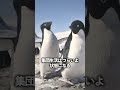 一石二ペンギンな話