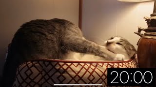 20 Minute Timer - Just Cats