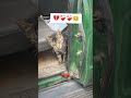 ربي يطلق سراحك خويا ميااو اكسبلور تحشيش الجزائر Funny كوميديات Memes ضحك دويتو ربي يطلق سراحك خويا ميااو اكسبلور تحشيش الجزائر Funny كوميديات Memes ضحك دويتو