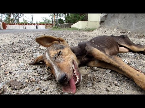 Collapsed street puppy recovers from distemper.