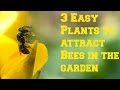 3 EASY Plants To Attract Bees & Pollinators In  The Garden - BASIL , MUSTARD & SUNN HEMP