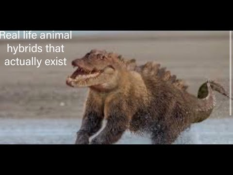 Top Ten Animal Hybrids That Actually Exist - YouTube