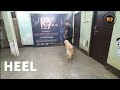 GOLDEN RETRIEVER PUPPY TRAINING | K9ACADEMY | NORTHEAST'S FOREMOST DOG TRAINING ACADEMY | GUWAHATI