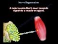Nerve Regeneration - Everything You Need To Know - Dr. Nabil Ebraheim