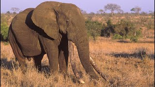 Duke - the largest tusker of his time