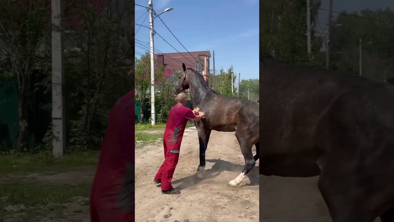 Продажа Орловский жеребец 3 года рост 172 см 89200188666 город Нижний Новгород #лошади