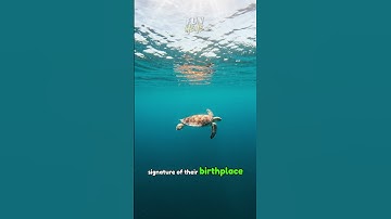 Thumbnail of 🐢 Sea Turtles Have Built-In GPS — And It’s Real! 🌍