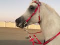 تخيلو جاني شد بيدي بعد الصراع معاه   اصيل العز  اذكروا الله  خيل وخياله                 نجومي