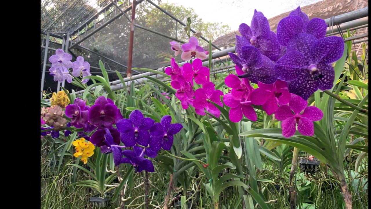 Beautiful Orchid Garden Tour Chiangmai Thailand YouTube