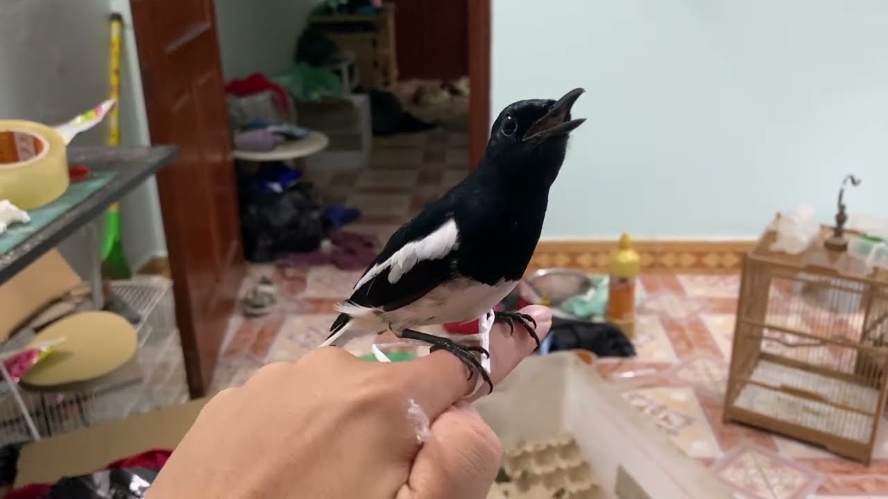 Thuần chim chích choè than năm 2025 tháng 10 tập 1