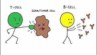 Before Your Lab Exam, Watch This! Labs 37 & 38: RBCs, WBCs, Blood Typing & Heart Anatomy Explained