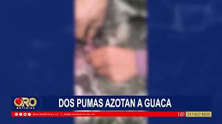 Alerta en Guaca y San Andrés por presencia de pumas que atacarían animales de granja | Oro Noticias