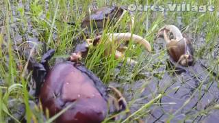 Crab Catching By Young Adults In Otres Village Near The Sea Side