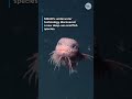 Newly-discovered deep-sea snailfish is too cute, see the video #Shorts