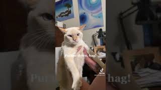 Cat barking like a dog | TikTok #short