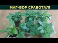 МАГ- БОР СРАБОТАЛ!