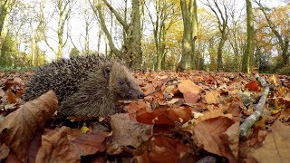 European Hedgehog - UHD 4K